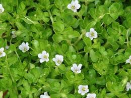 Bacopa Monnieri