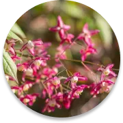 Epimedium extract