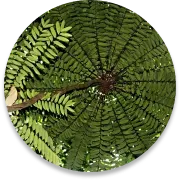 Eurycoma Longifolia Root
