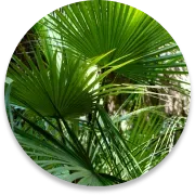 Saw Palmetto Extract