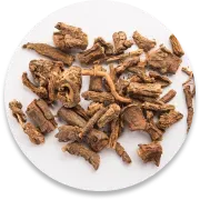 Sarsaparilla Root
